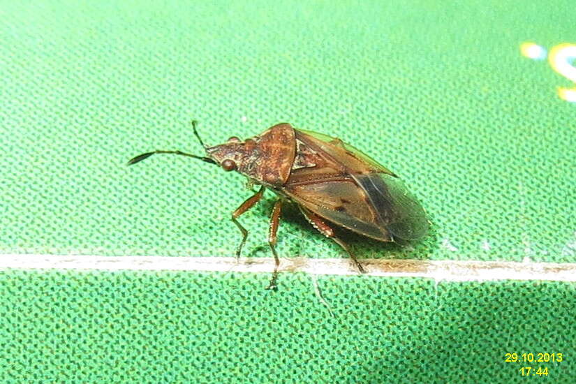 Image of Birch Catkin Bug