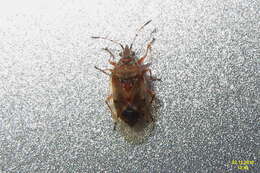 Image of Birch Catkin Bug