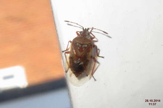 Image of Birch Catkin Bug