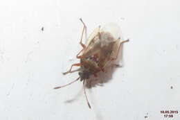 Image of Birch Catkin Bug