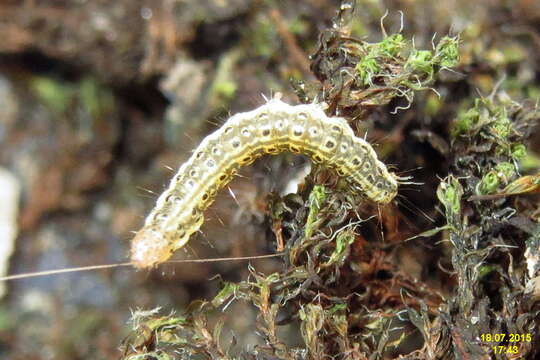 Image of Eudonia mercurella Linnaeus 1758