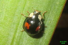 Image of Pine Lady Beetle