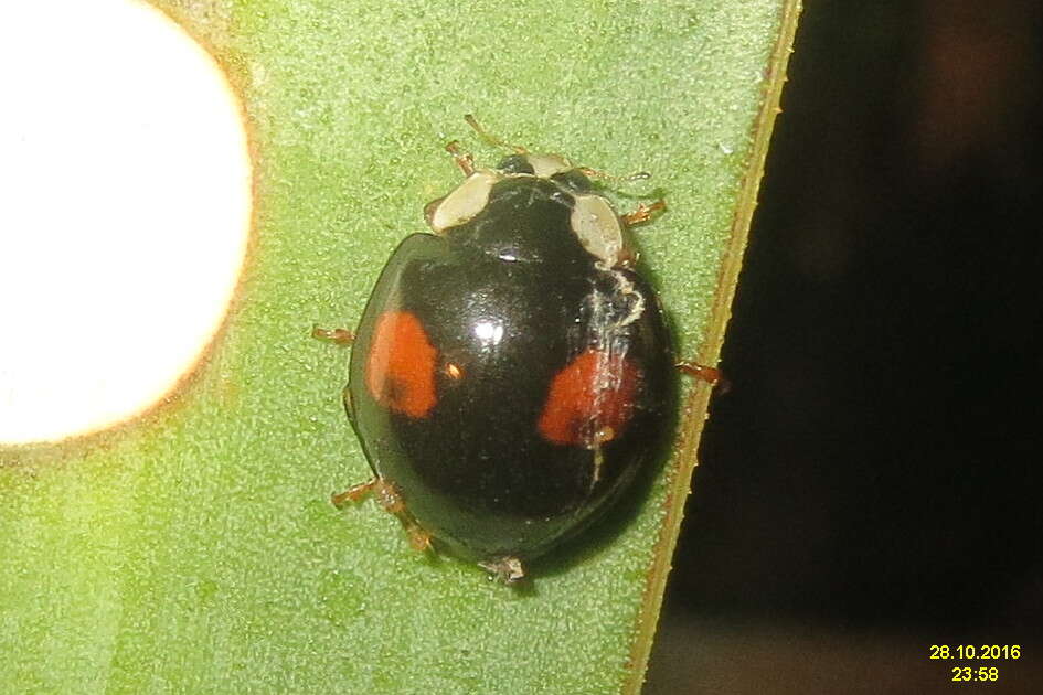 Image of Pine Lady Beetle