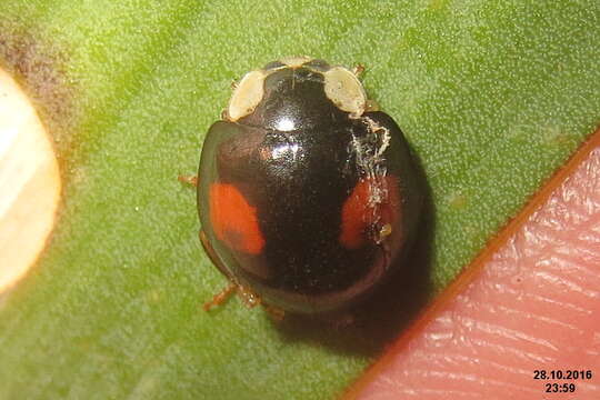 Image of Pine Lady Beetle