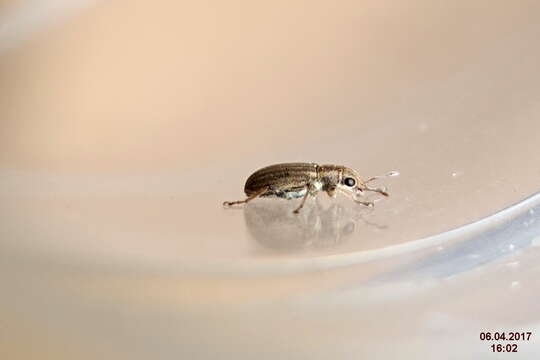 Image of Pea Leaf Weevil