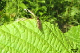 Image of Melanostoma scalare (Fabricius 1794)