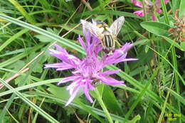 Image of Marsh Hoverfly