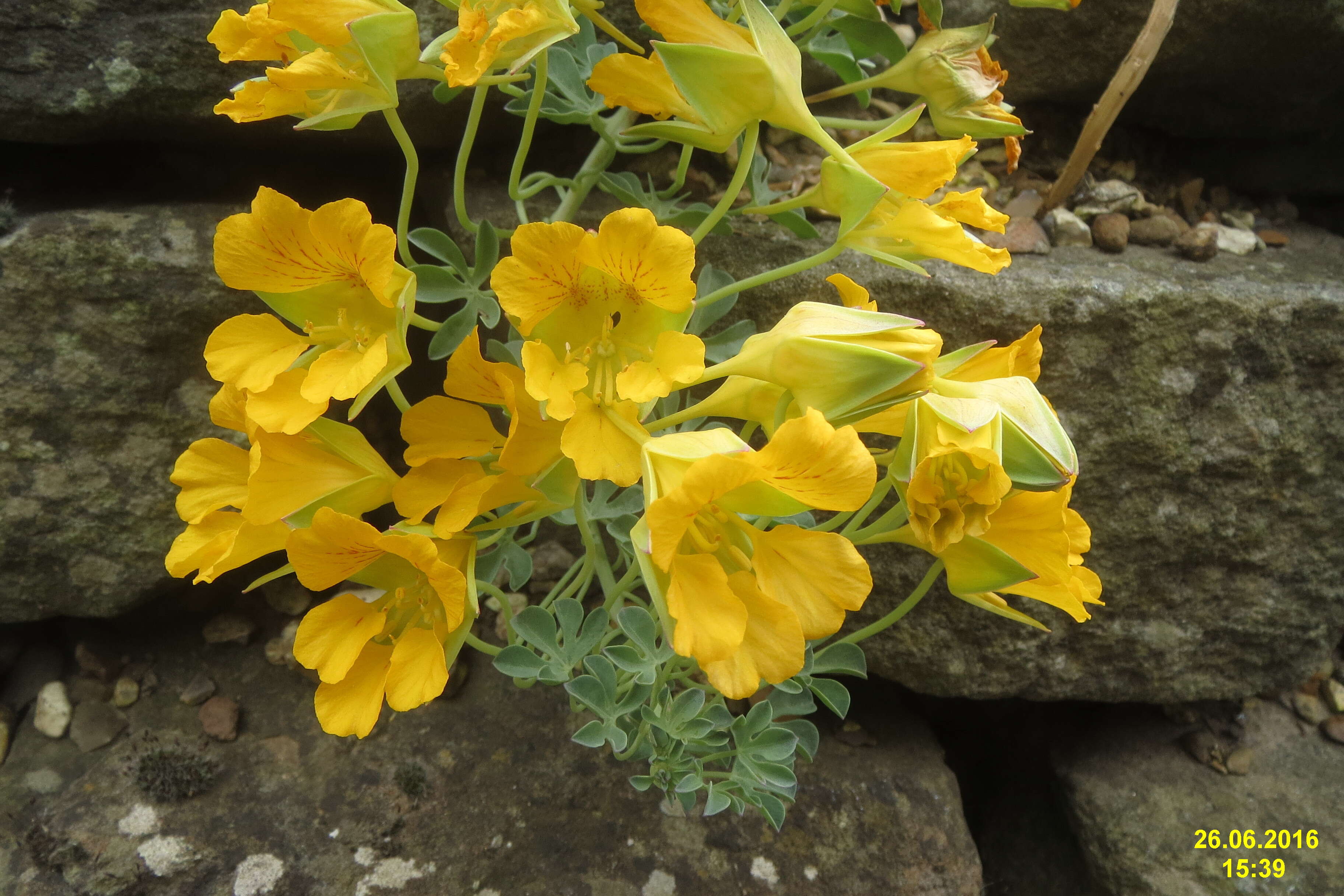 Image of Tropaeolum polyphyllum Cav.