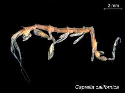 Image of Caprella californica Stimpson 1856