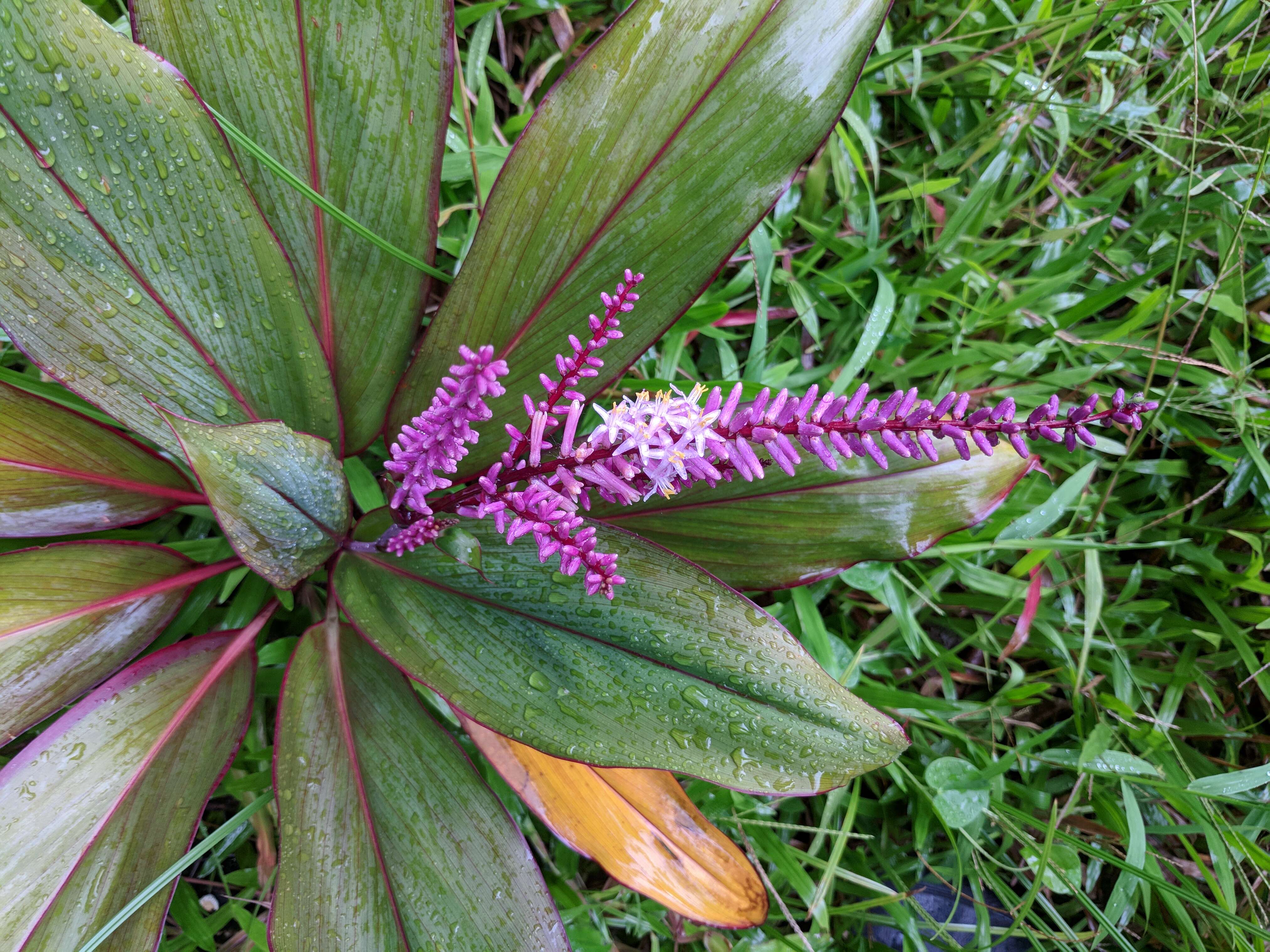 Imagem de Cordyline fruticosa (L.) A. Chev.