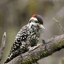 Image of Striped Woodpecker