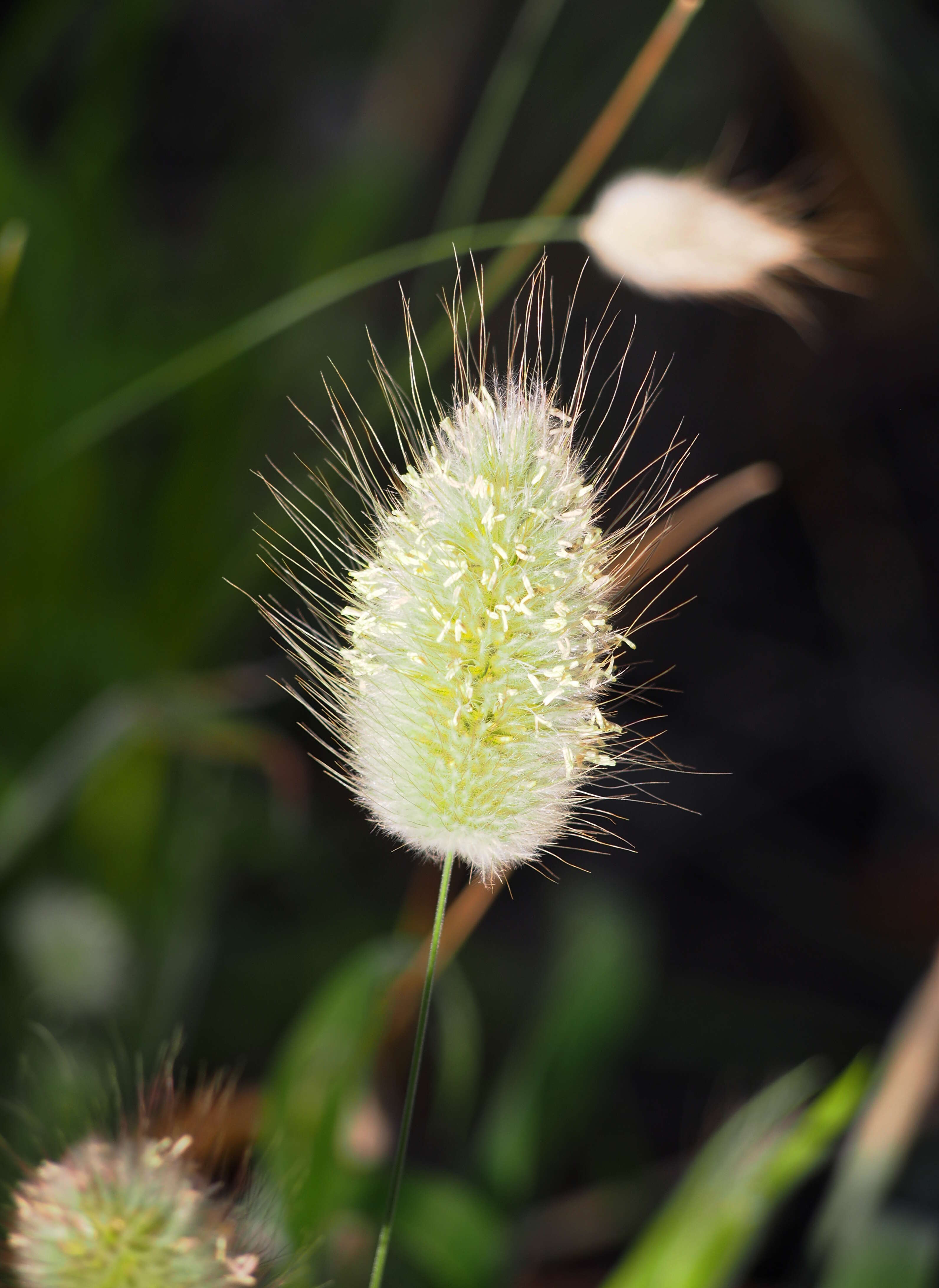 Image of harestail grass