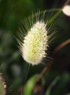 Image of harestail grass