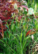 Image of harestail grass