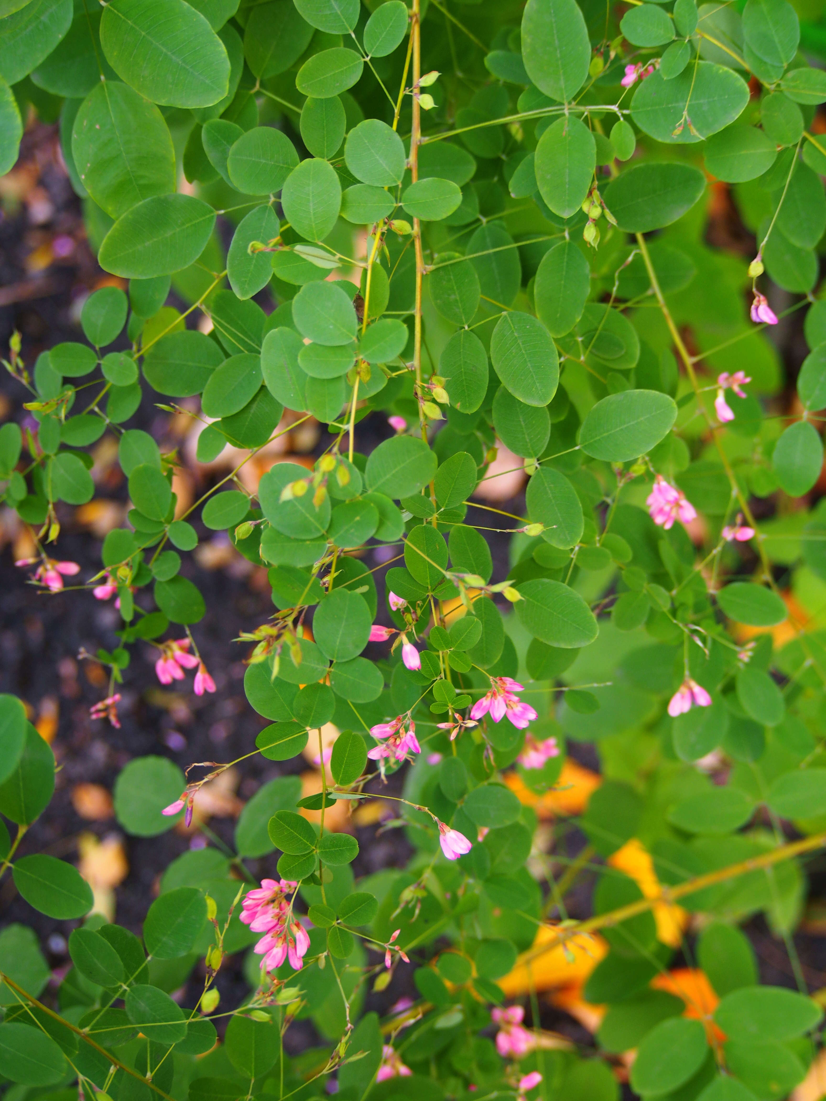 Image of bicolor lespedeza