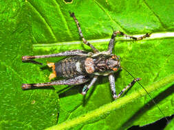 Image of Antaxius (Chopardius) pedestris (Fabricius 1787)