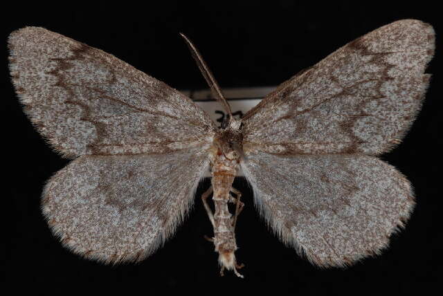 Image of Western False Hemlock Looper