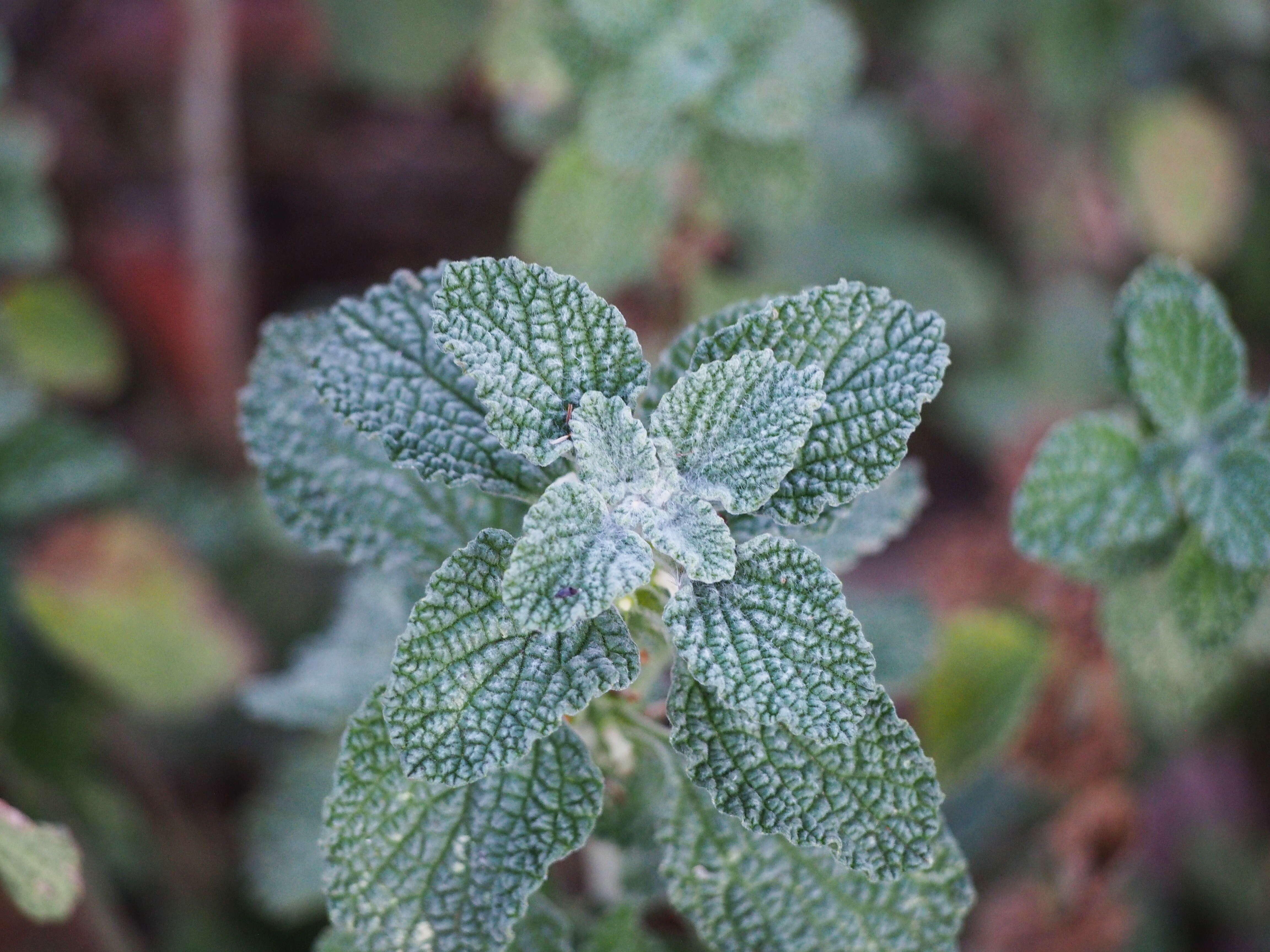 Image of horehound