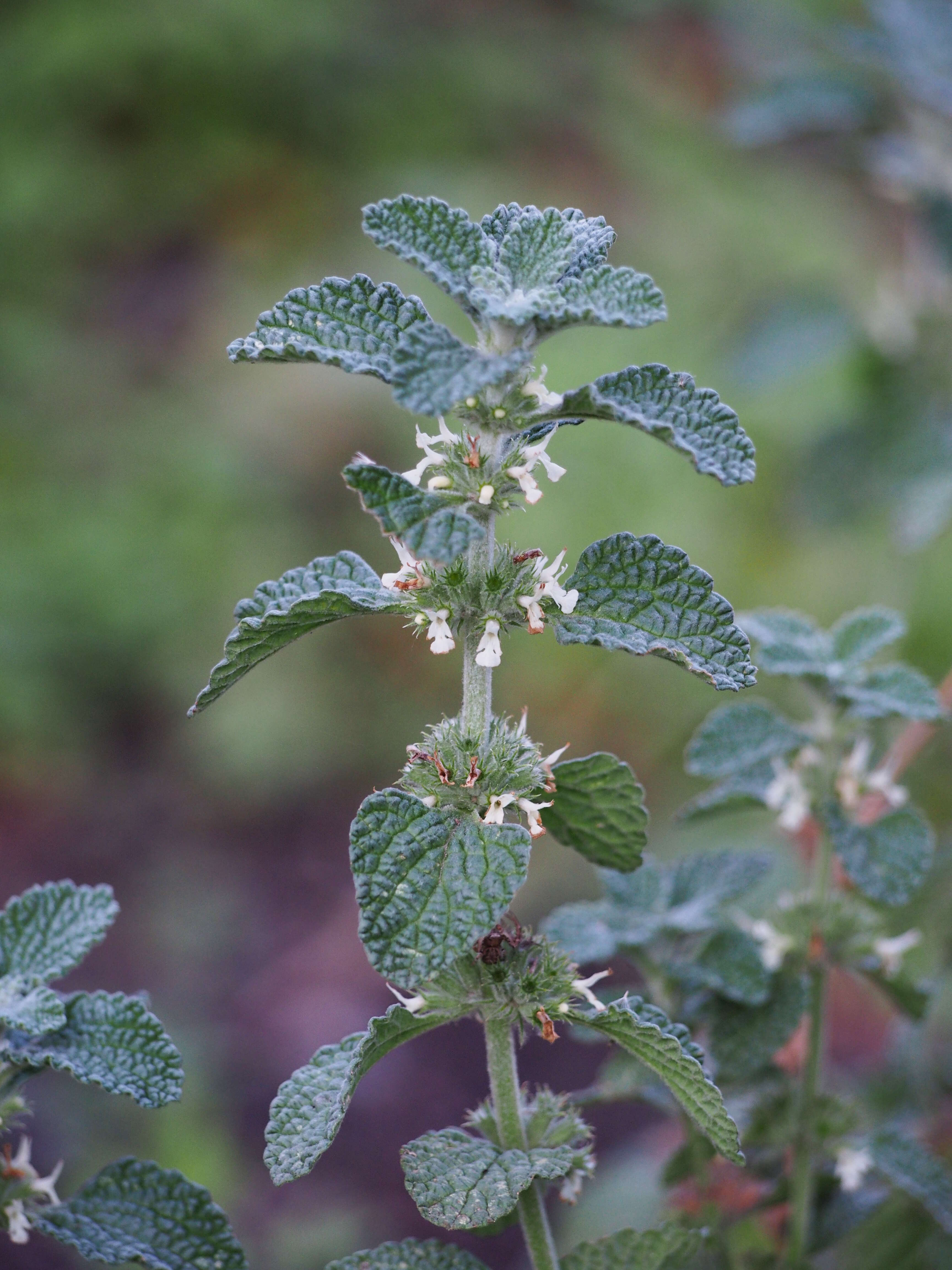 Image of horehound