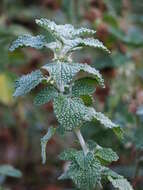 Image of horehound