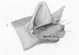 Image of Daubenton's Free-tailed Bat