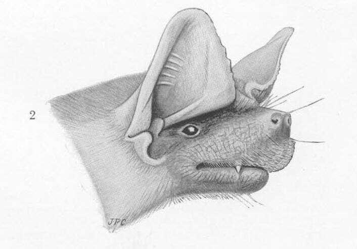 Image of Daubenton's Free-tailed Bat