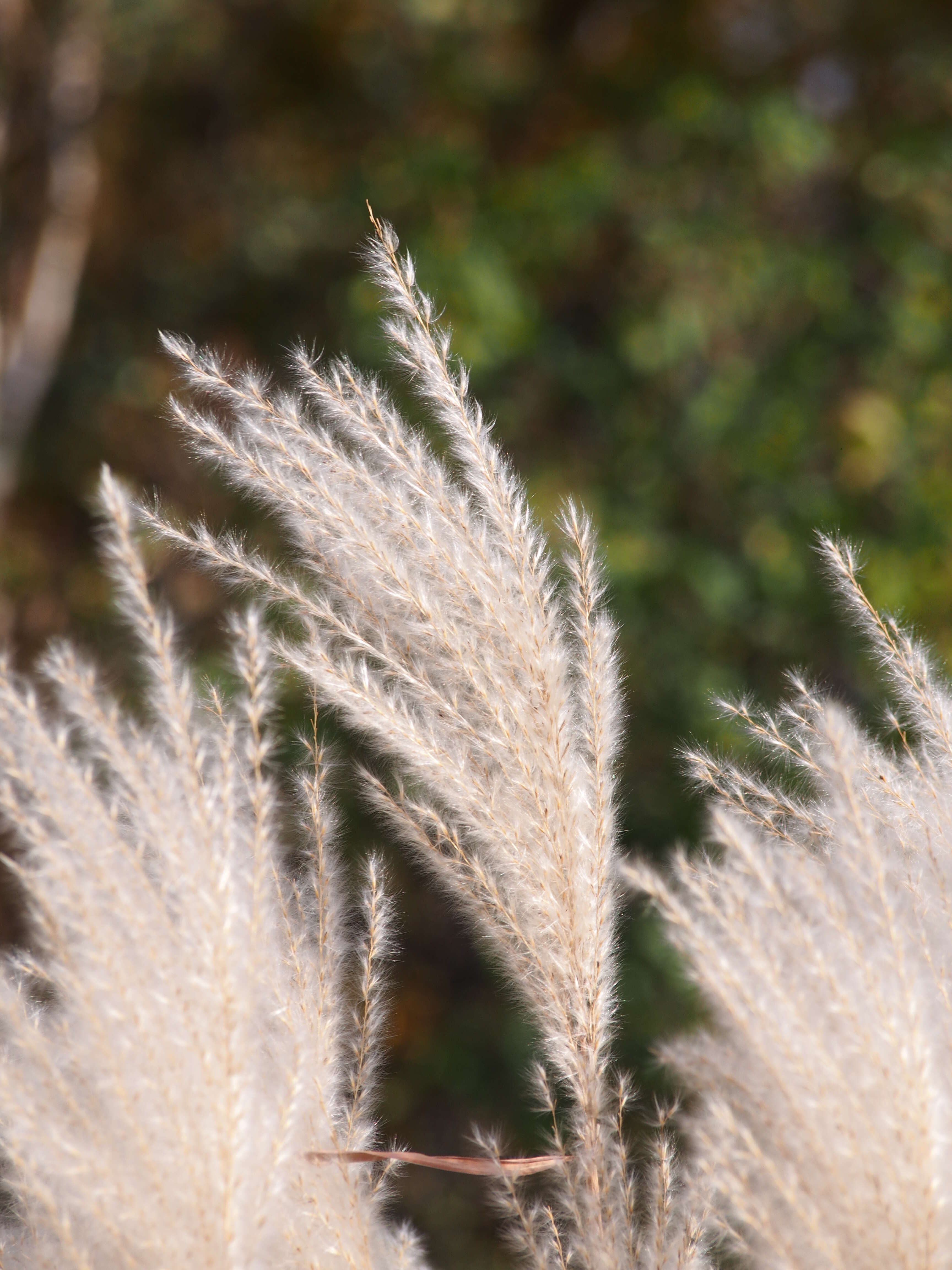 Слика од Miscanthus sacchariflorus (Maxim.) Benth. & Hook. fil. ex Franch.