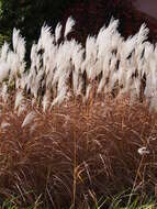 Слика од Miscanthus sacchariflorus (Maxim.) Benth. & Hook. fil. ex Franch.