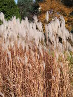 Слика од Miscanthus sacchariflorus (Maxim.) Benth. & Hook. fil. ex Franch.