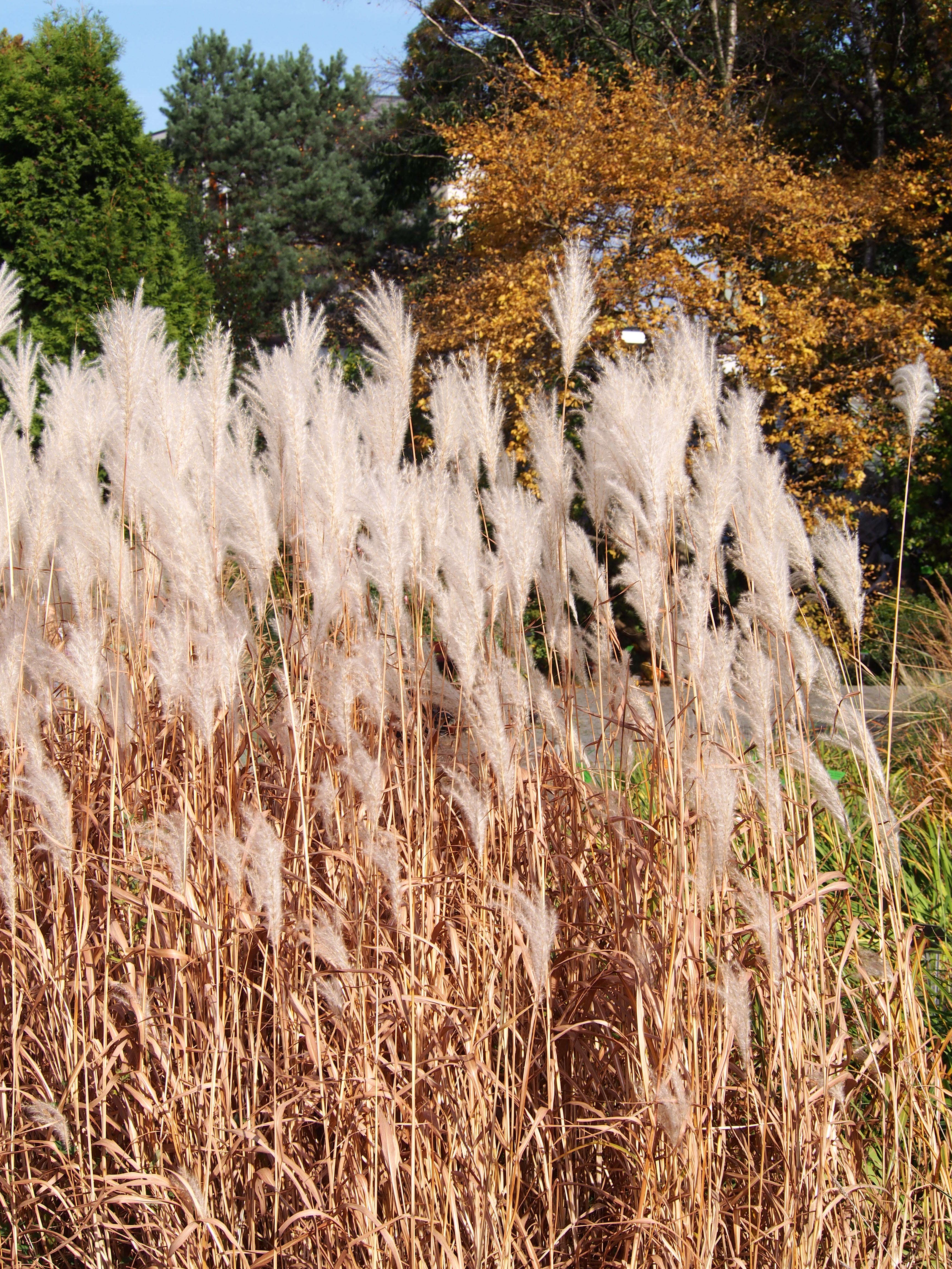 Слика од Miscanthus sacchariflorus (Maxim.) Benth. & Hook. fil. ex Franch.