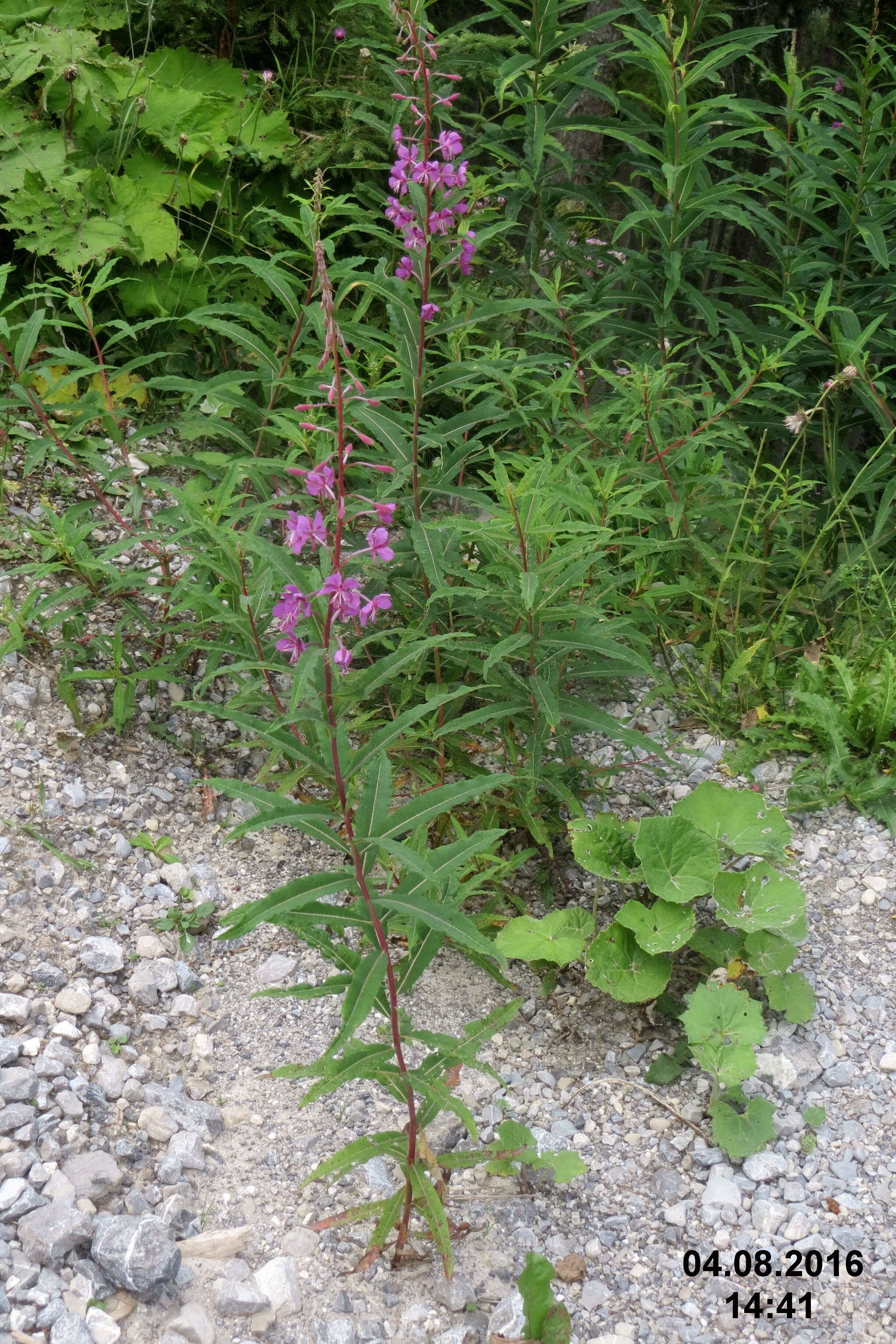 Image of willowherb