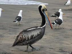 Image of Peruvian Pelican