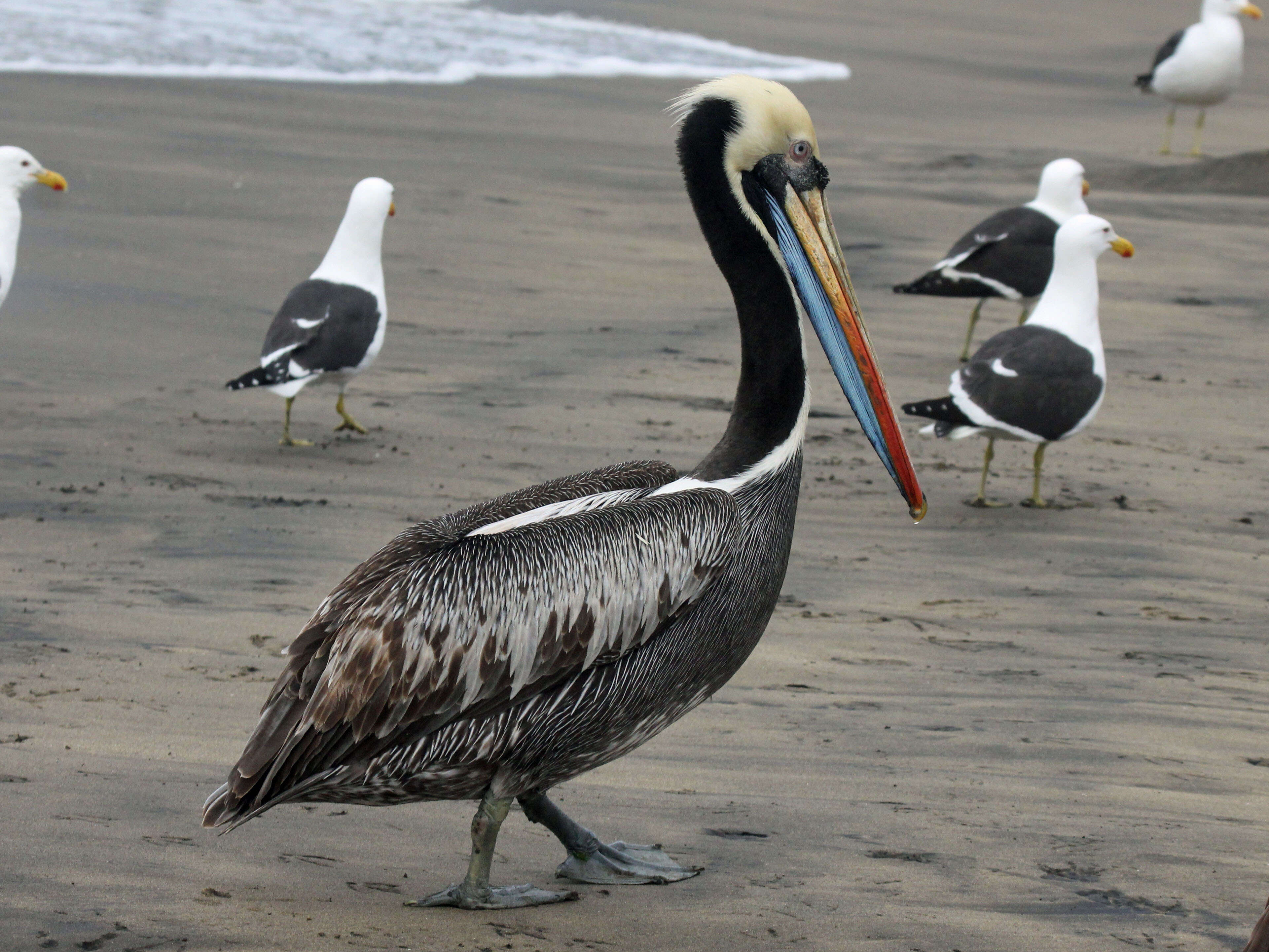 Image of Peruvian Pelican