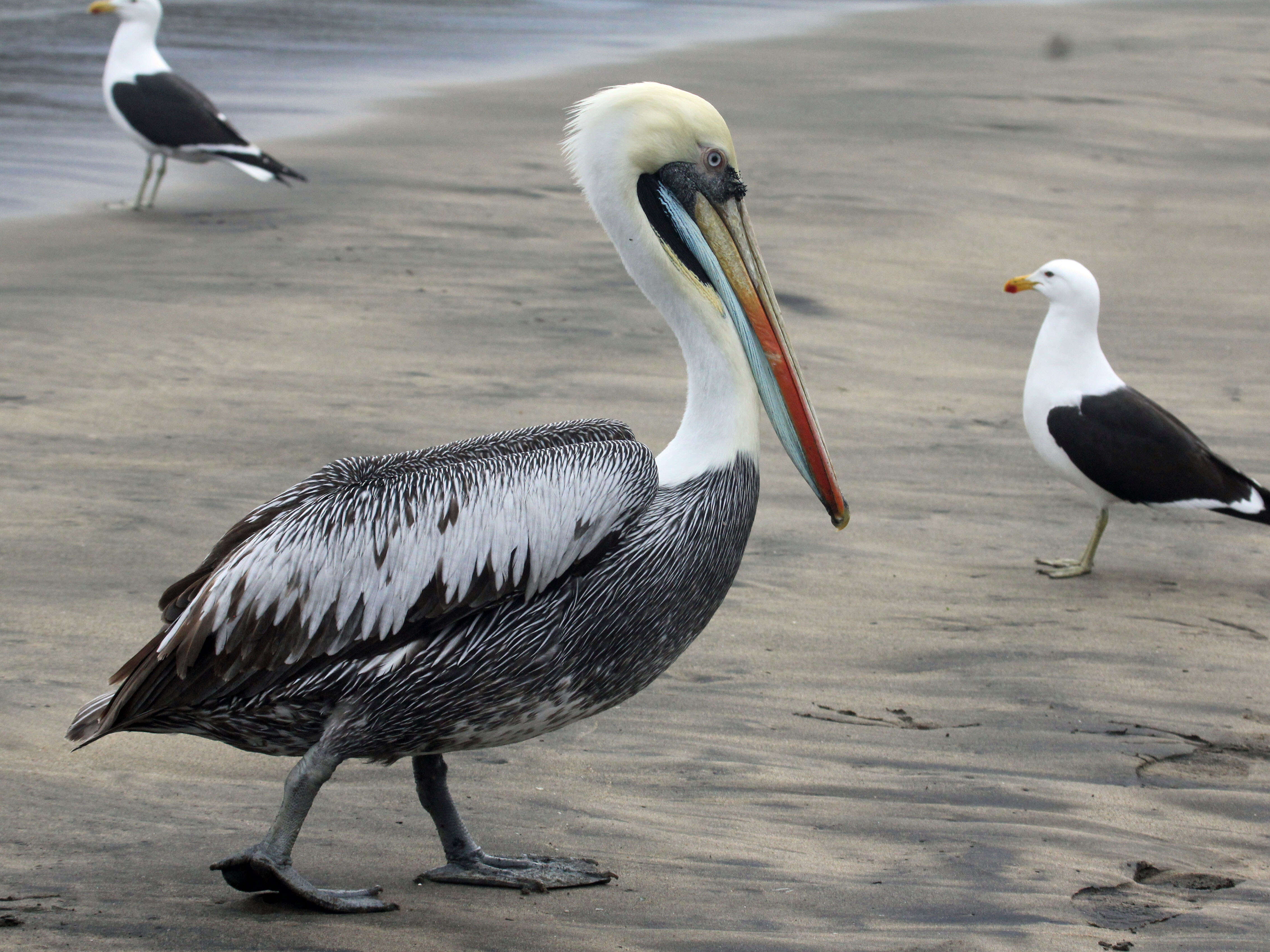 Image of Peruvian Pelican