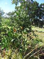 Image of Citrus reticulata