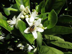 Image of Citrus × sinensis