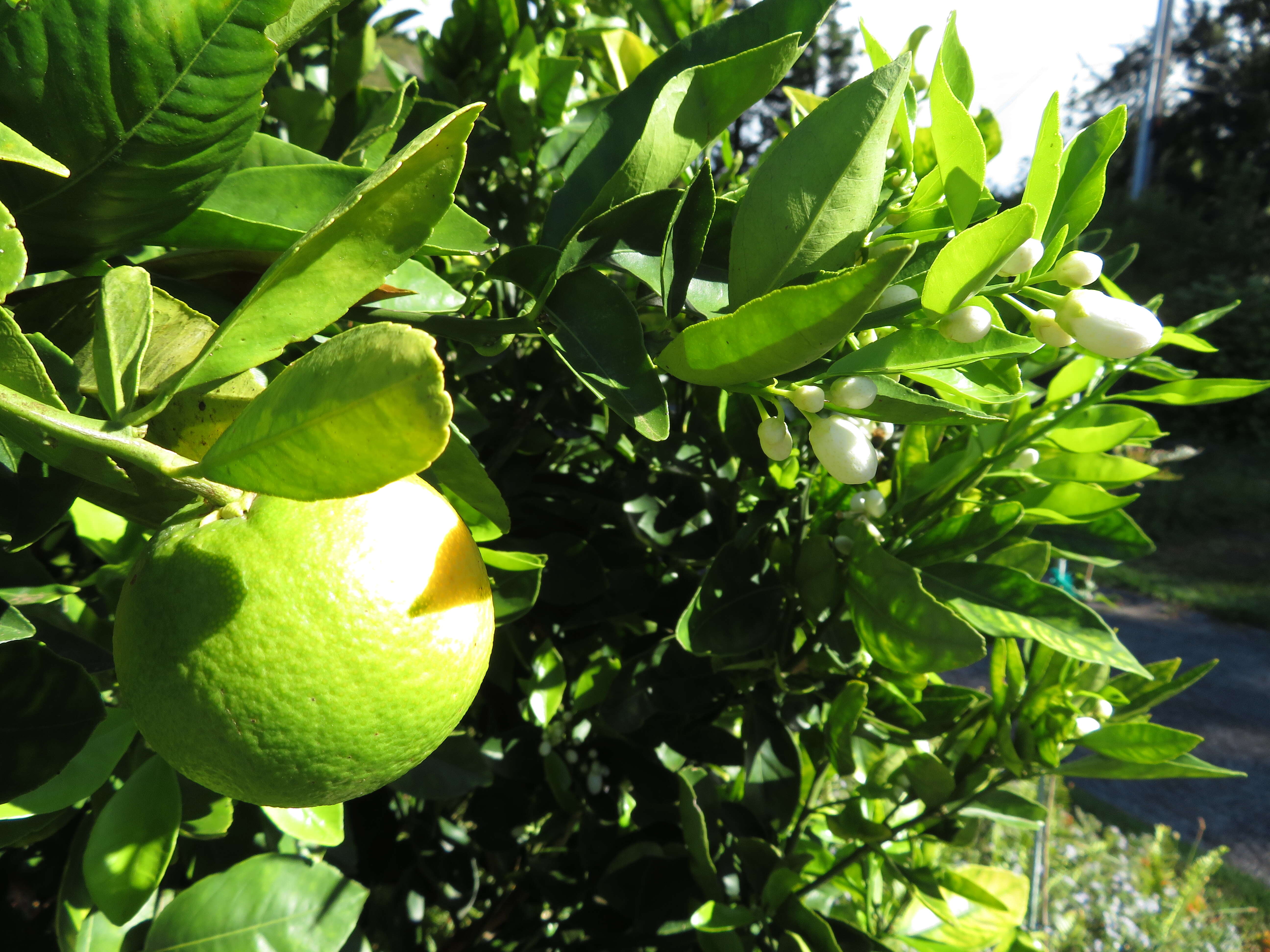 Image of Citrus × sinensis