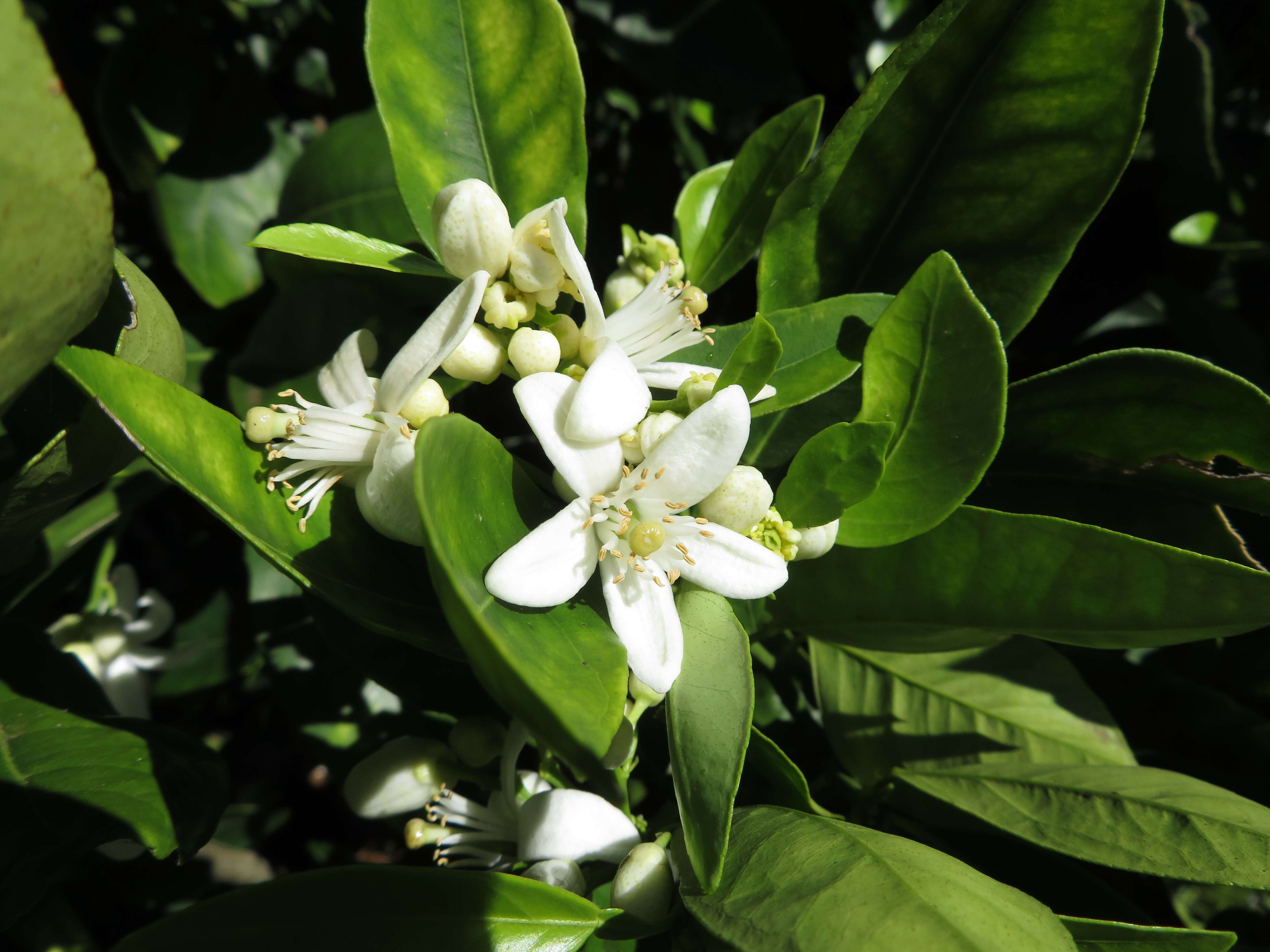 Image of Citrus × sinensis