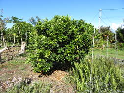 Image of Citrus × sinensis