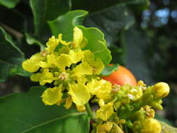 Image of Bunchosia argentea (Jacq.) DC.