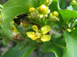 Image of Bunchosia argentea (Jacq.) DC.