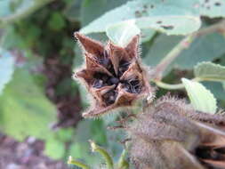 Image of lindenleaf rosemallow