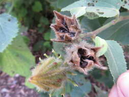 Image of lindenleaf rosemallow