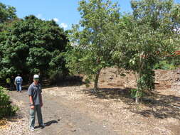 Image of wingleaf soapberry