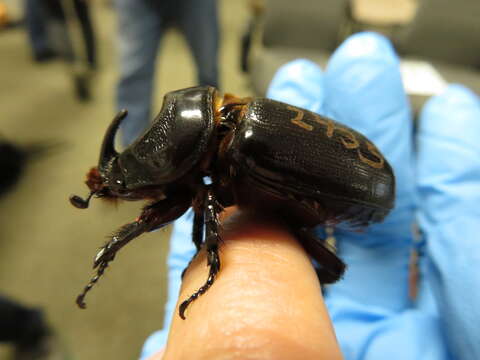 Image of Asian rhinoceros beetle