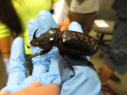 Image of Asian rhinoceros beetle