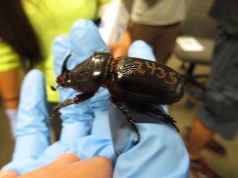 Image of Asian rhinoceros beetle