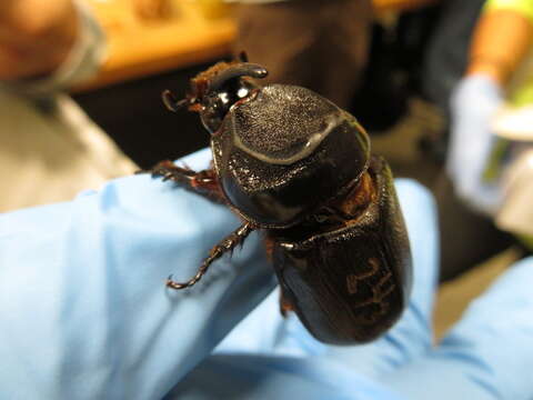 Image of Asian rhinoceros beetle