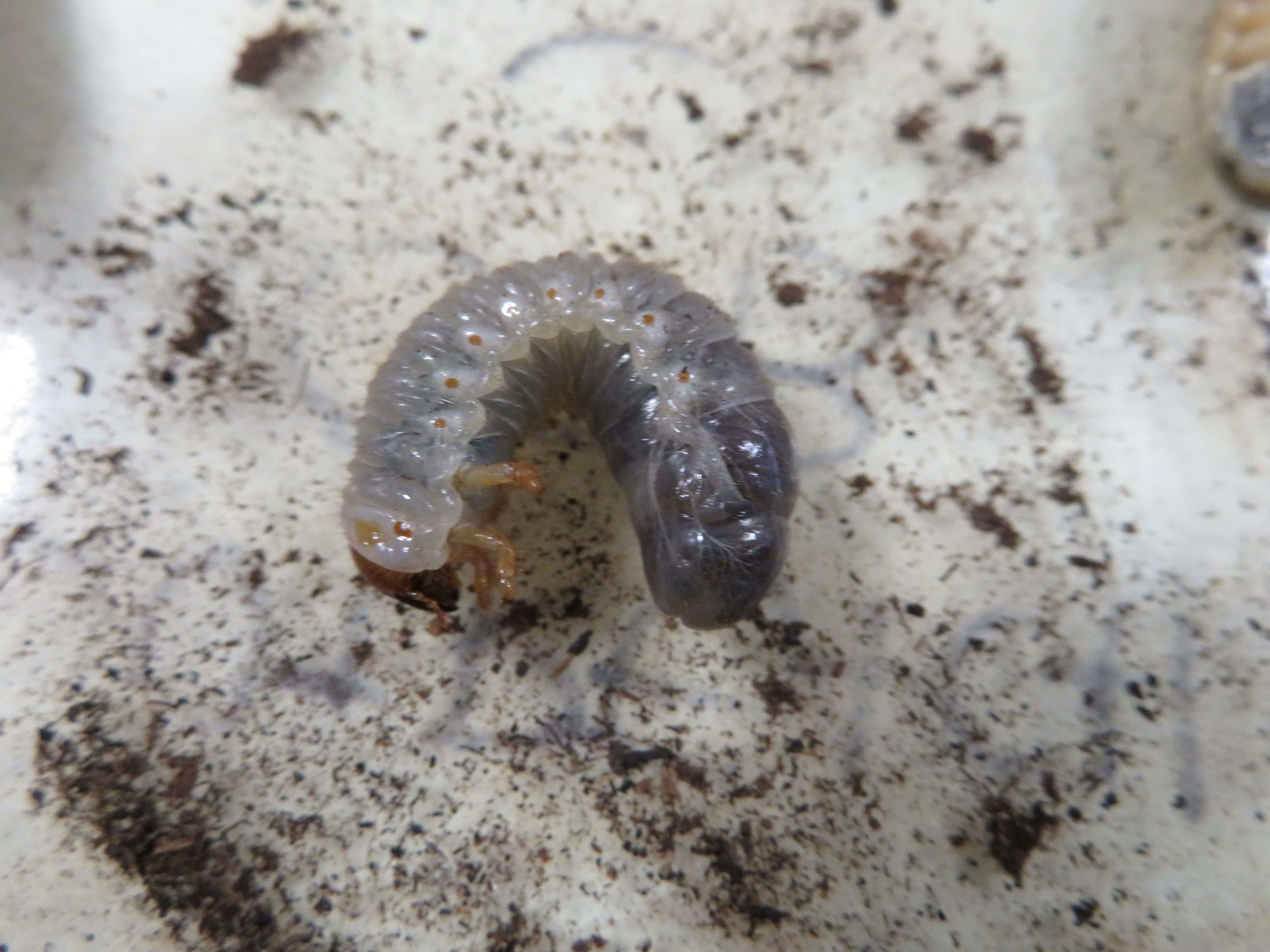 Image of Asian rhinoceros beetle