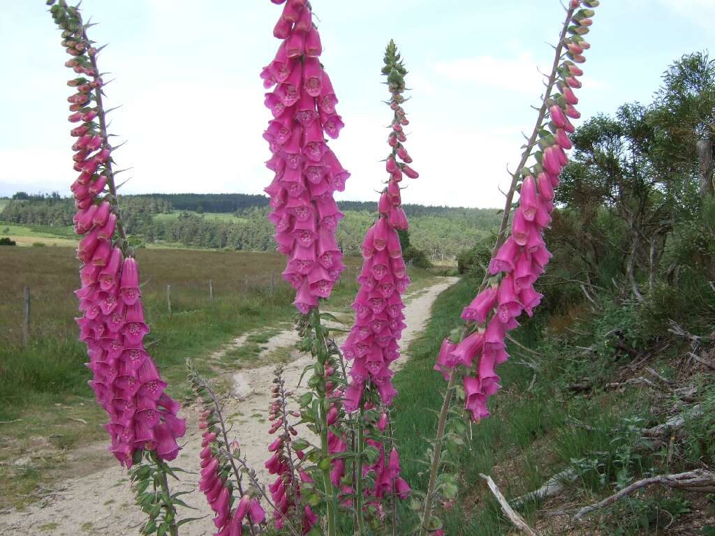 Imagem de Digitalis purpurea L.